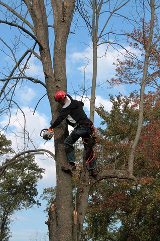 arborist completing a tree survey